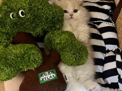 -欣宠猫屋·矮脚拿破仑·蓝金金渐层