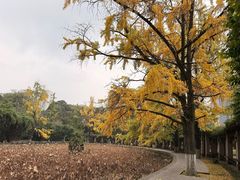 -四川大学(华西校区)