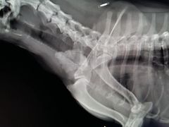 -爱侣宠医·鹦鹉专科·小型哺乳类·异宠专科(灵石路店)