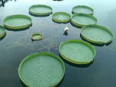 -荷塘月色湿地公园·向阳花洲