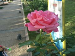 -荆川公园