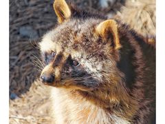 -青藏高原野生动物园
