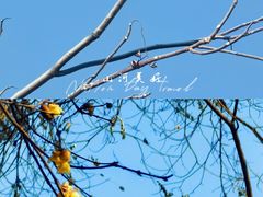 -西安大兴善寺