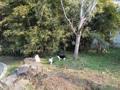 -苏州上方山国家森林公园