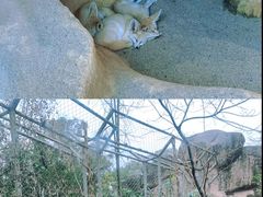 -成都动物园