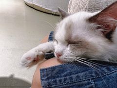 -藏猫猫咖啡主题馆(中央大道店)