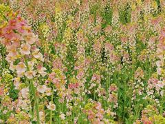 -三圣花乡旅游区