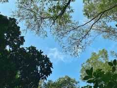 -深圳仙湖植物园