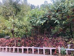 -塘沽森林公园