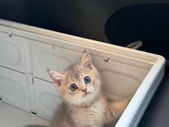 -艾贝尔宠物医院·24H转诊中心·肿瘤猫专科(江宁双龙店)
