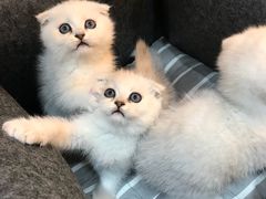 -喵zoo家庭繁育猫舍(尖东智能花园店)