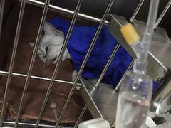 -佑安动物医院·全科·内窥镜中心(幸福巷店)