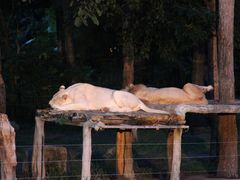 -清迈夜间动物园