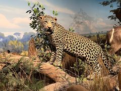 -陕西自然博物馆