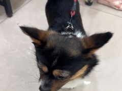 -佳雯宠物医院·皮肤科·内外科(春晓路分院)