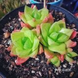入坑3年 感谢你们的陪伴