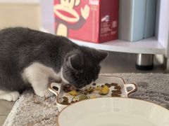 -御宝贝·A梦猫科宠物医院(国际猫友好医院)