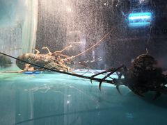 -一本魅·日式料理