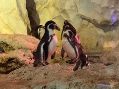 -帝企鹅自助餐厅•儿童岛•真企鹅(长隆企鹅酒店)