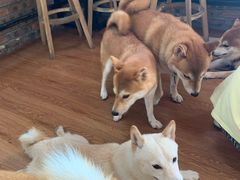 -柴犬高等学院·狗咖·柴犬售卖·宠物训练