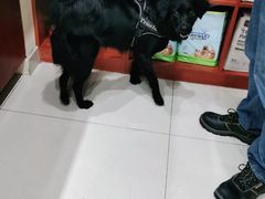-艾贝尔宠物医院 ·内科全科(梁溪路店)