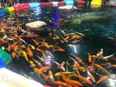 -顺德南宏海立方海洋公园