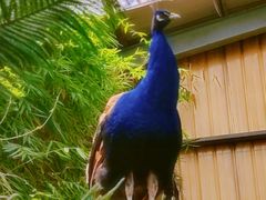 -呀路古热带植物园