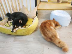 -柴迷FANS CLUB·柴犬狗咖·猫咖