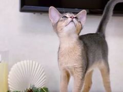 -猫十亿·布偶金渐层·曼基康矮脚猫舍(青年路店)