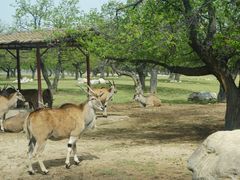 -西安秦岭野生动物园