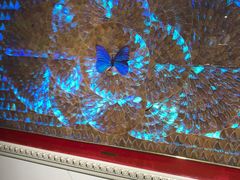 -上海昆虫博物馆