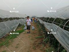 -庞各庄西瓜蔬菜采摘园·锦华瓜园