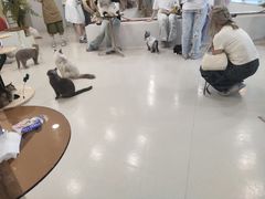 -共舞时光猫咖·狗咖(新街口店)