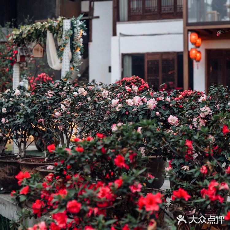 重庆小众拍照地｜隐藏在南山上的花海火锅公园