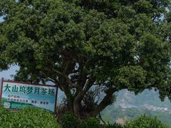 -帐篷客·溪龙茶谷度假酒店