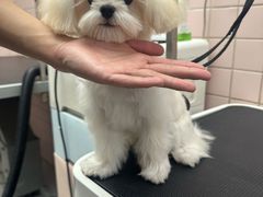 -FAELING PETS美天灵宠物(富力广场店)