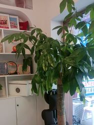 -金美秀瘦身养生