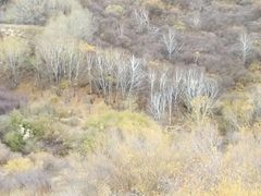 -塞罕坝国家级自然保护区