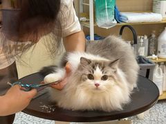 -momokira米努特·德文卷毛猫·棉花面纱犬