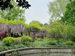 -嘉定紫藤园