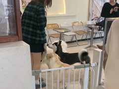 -共舞时光猫咖·狗咖(新街口店)