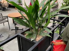 -茶颜悦色(花园道店)