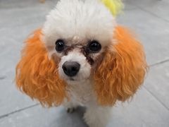 -唐小姐の私宠·宠物洗护美容·撸猫馆·购宠(周浦万达旗舰店)