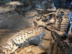 -自贡恐龙博物馆