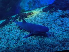 -海合安武汉极地海洋公园