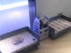 -momokira米努特·德文卷毛猫·棉花面纱犬
