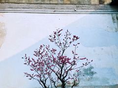 -青果巷历史文化街区