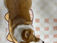 -宠福鑫康馨动物医院·骨科·眼科