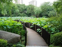 -陈家山荷花公园