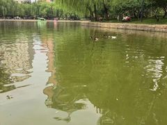 -团结湖公园